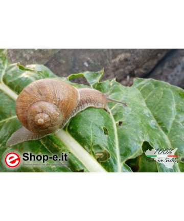 Helix Aspersa Aspersa gastronomie escargots