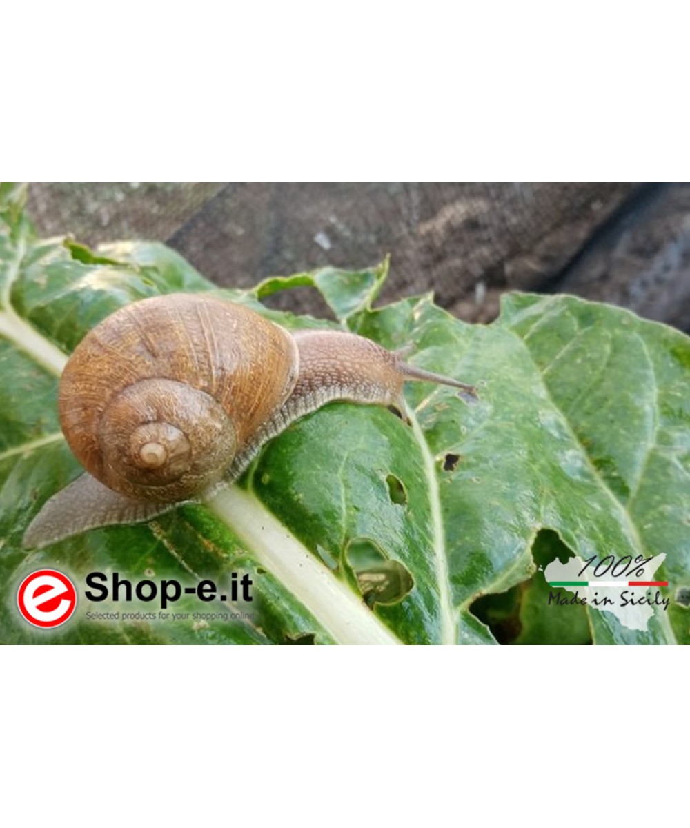 Gastronomic sicilian snails Helix Aspersa Aspersa