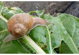 Breeding and sale of gastronomy snails