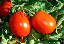 The siccagno tomato